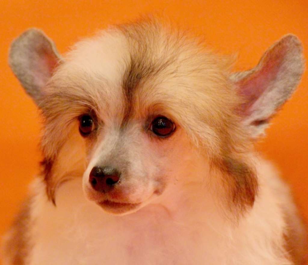 Galser Ginette Neveu