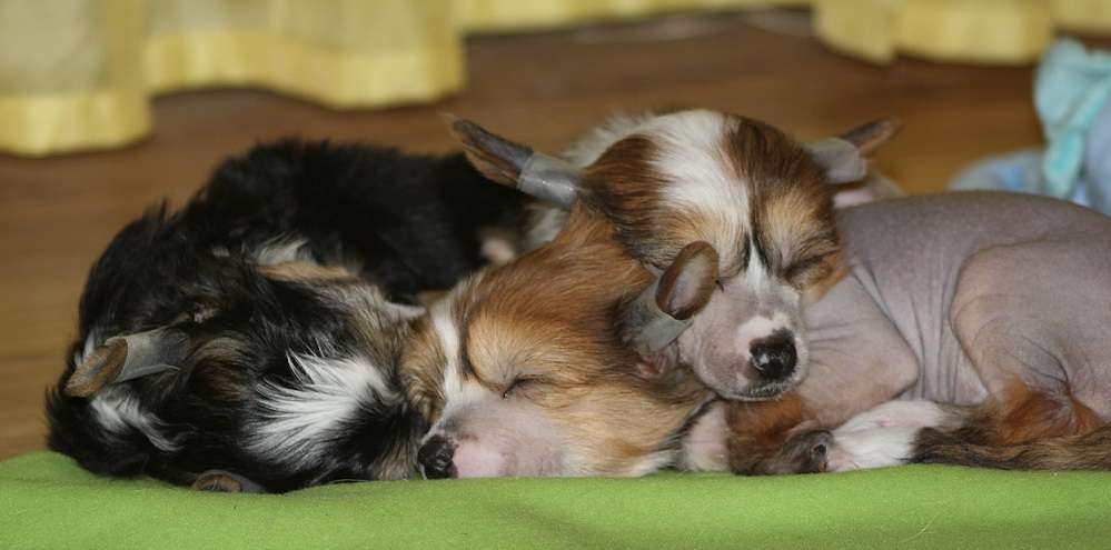 Secret Gryczany Miod