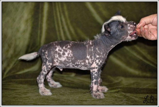  Mashama Mazi Rus Doa Du