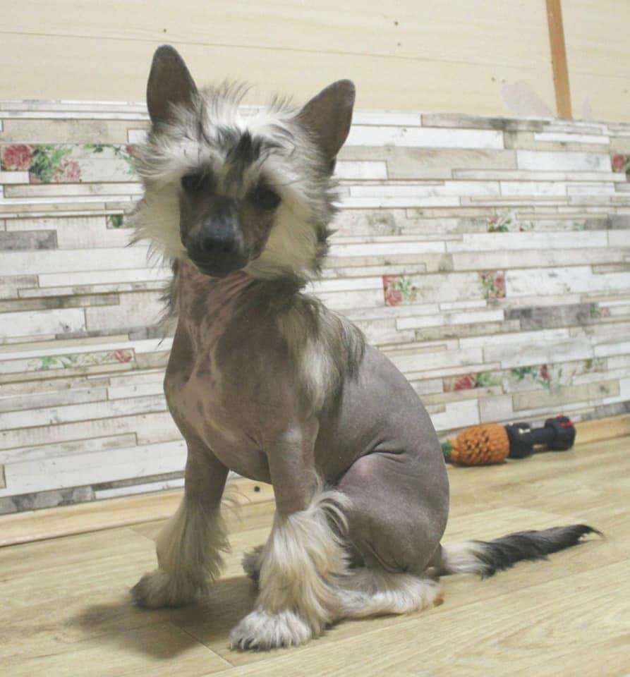 Vanessa iz Sozvezdiya Khana