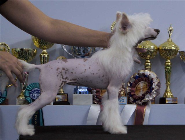 Grejsi iz Diamond Sity