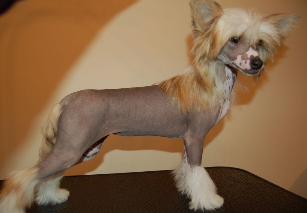 Moonangels Nola The Lioness