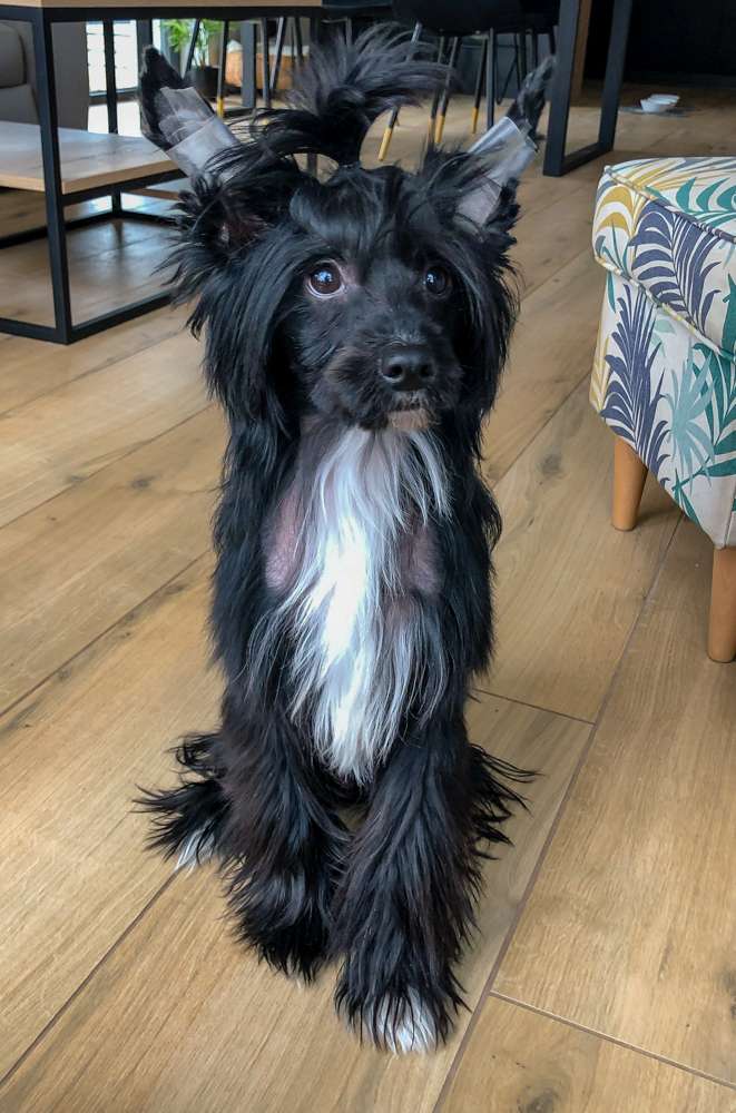 Just Yoshi The Best Dog For Me Fci