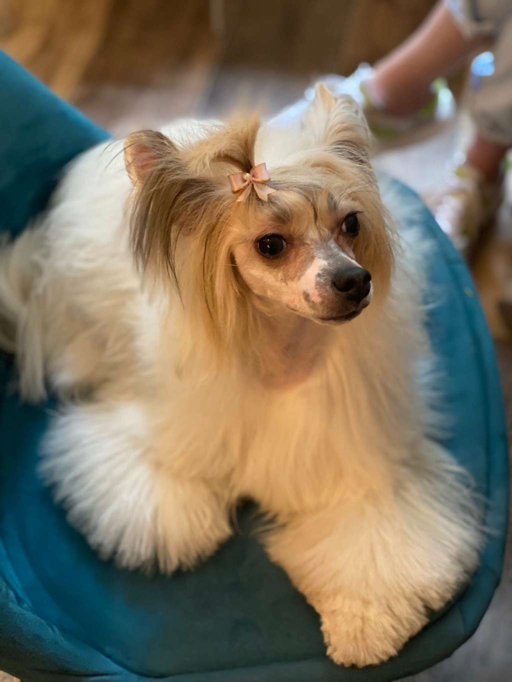 Magnus Staff Déjà Vu