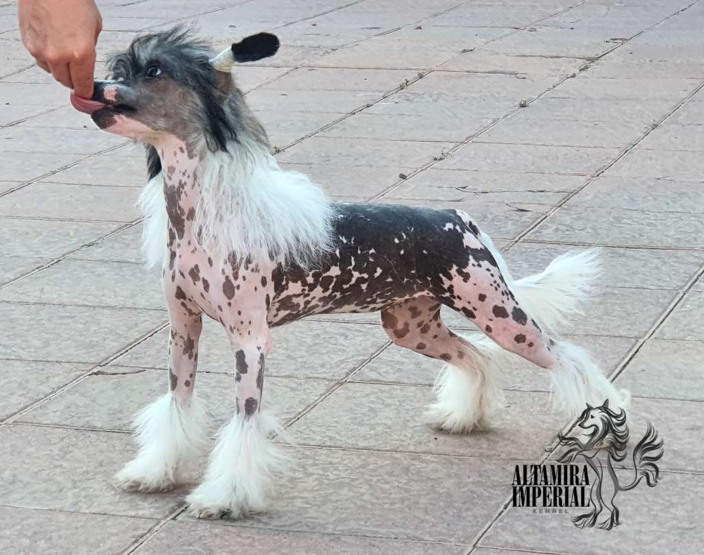 Altamira Imperial Houston