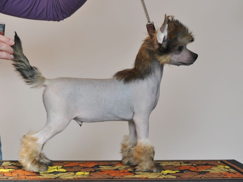 Zholesk Theoretician