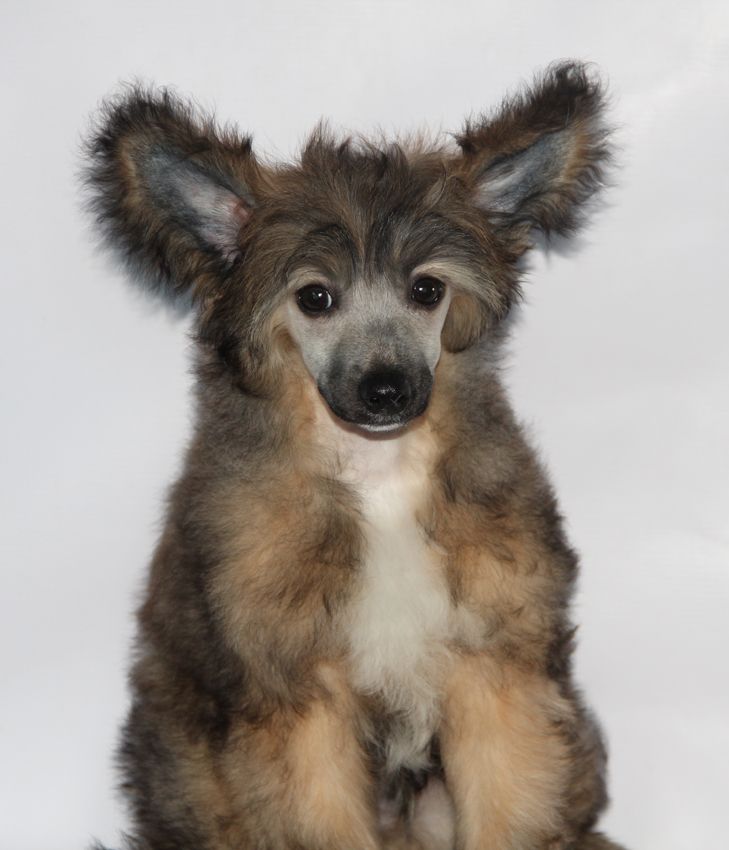 Shanel Glamour I See Alexandro