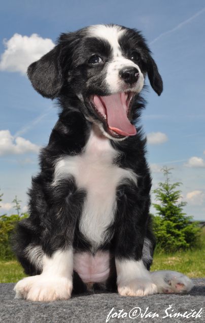 Amelie Lily Riccoletto