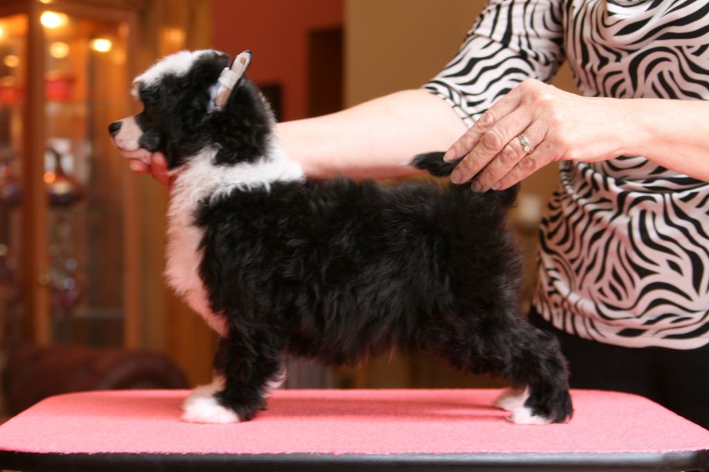 Charisma The Ultimate Driving Machine