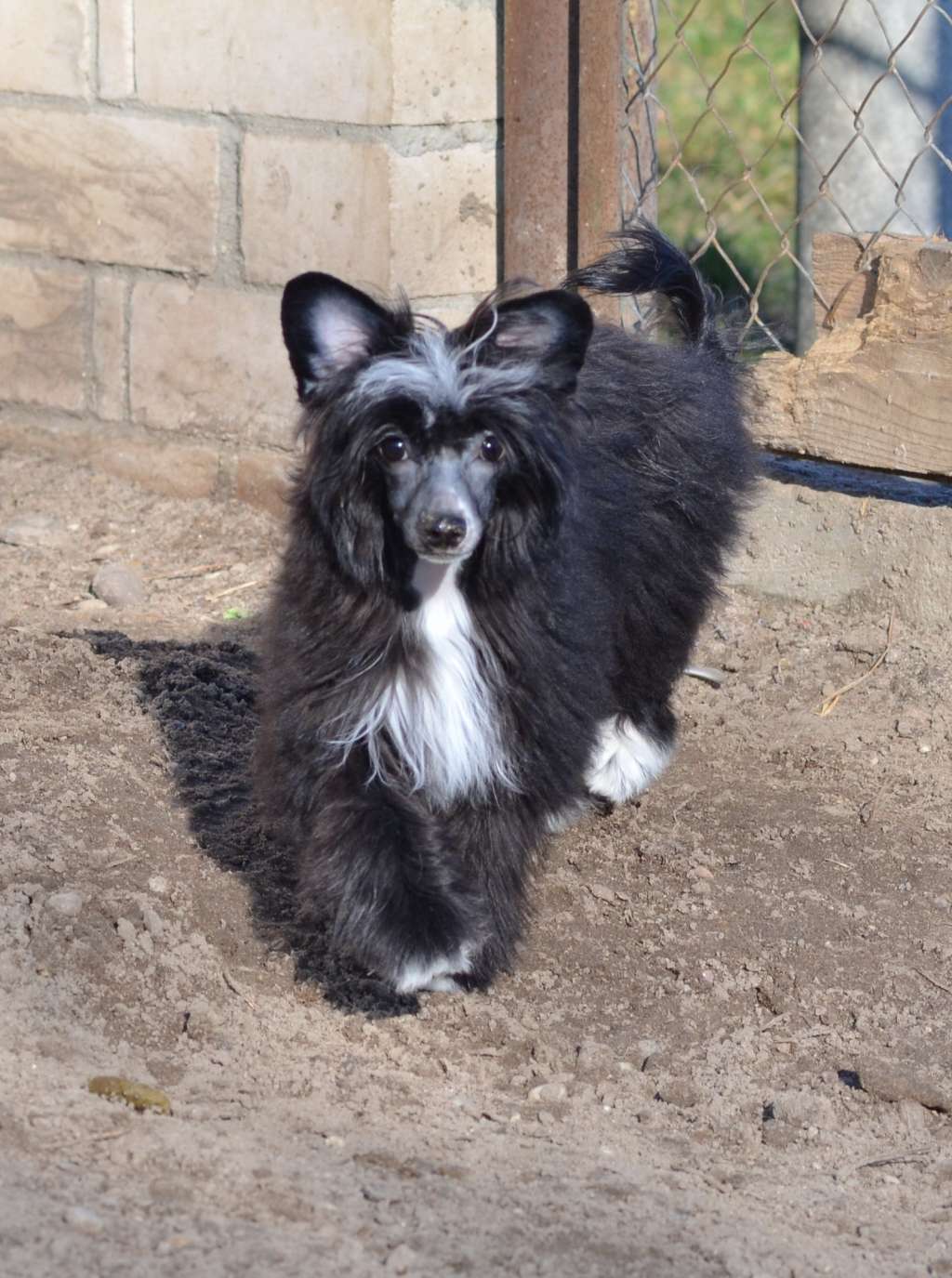 Nicole iz Sozvezdiya Khana