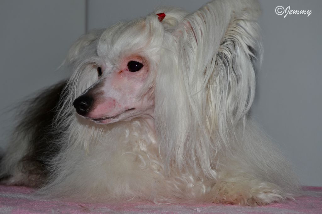 Hundred Acres Warrior Princess