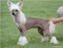 Bed'ykins Jean Genie