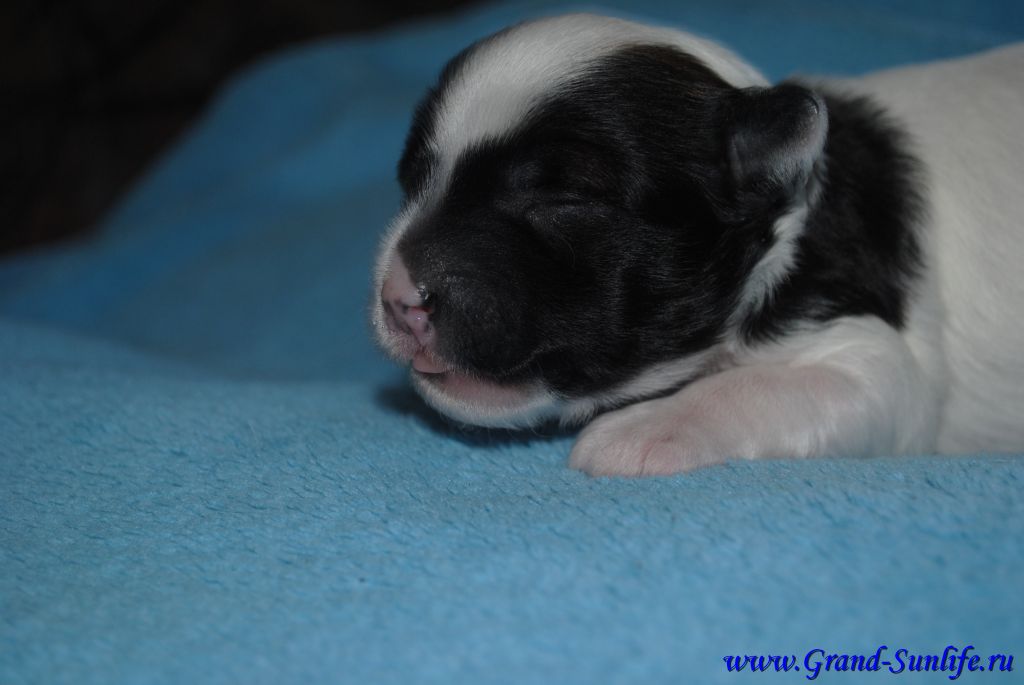 Grand Sunlife Womanizer