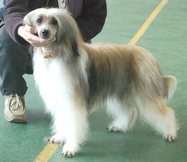 Zholesk Fenix z Ekipy Klejnot