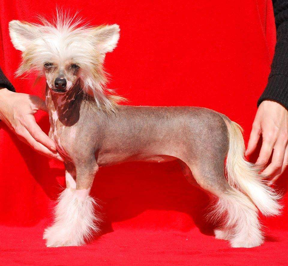 Little Dog Of Dream Miss World