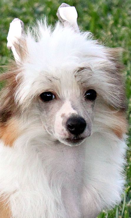 Omegaville Picture Perfect