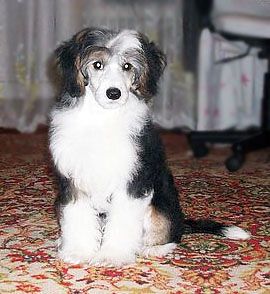 Magical Dazzling Light Azov Star