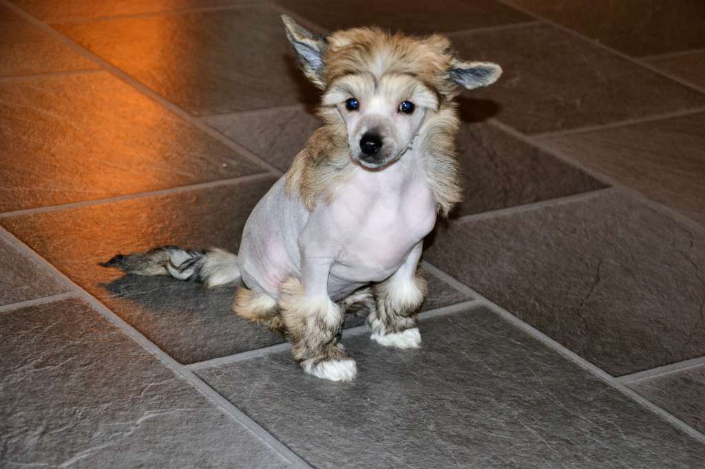 De La Mahafu's WI Teckno Odin