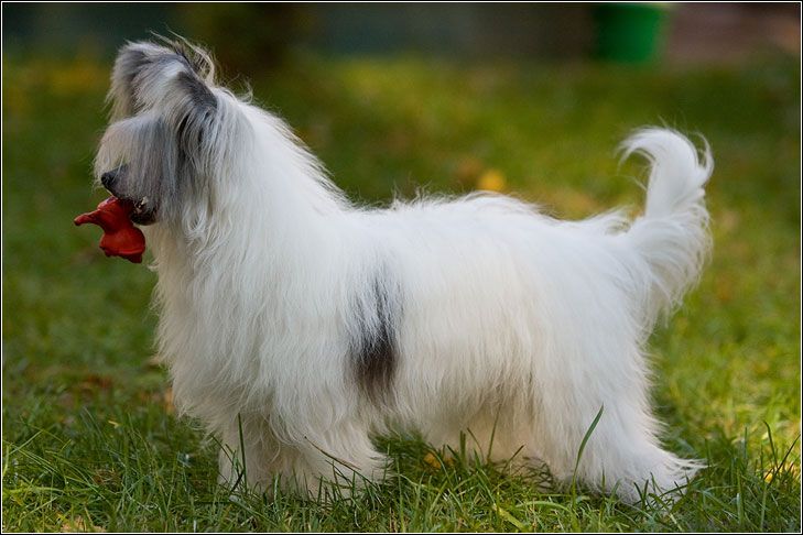 Dogland Happy Al Freestyle