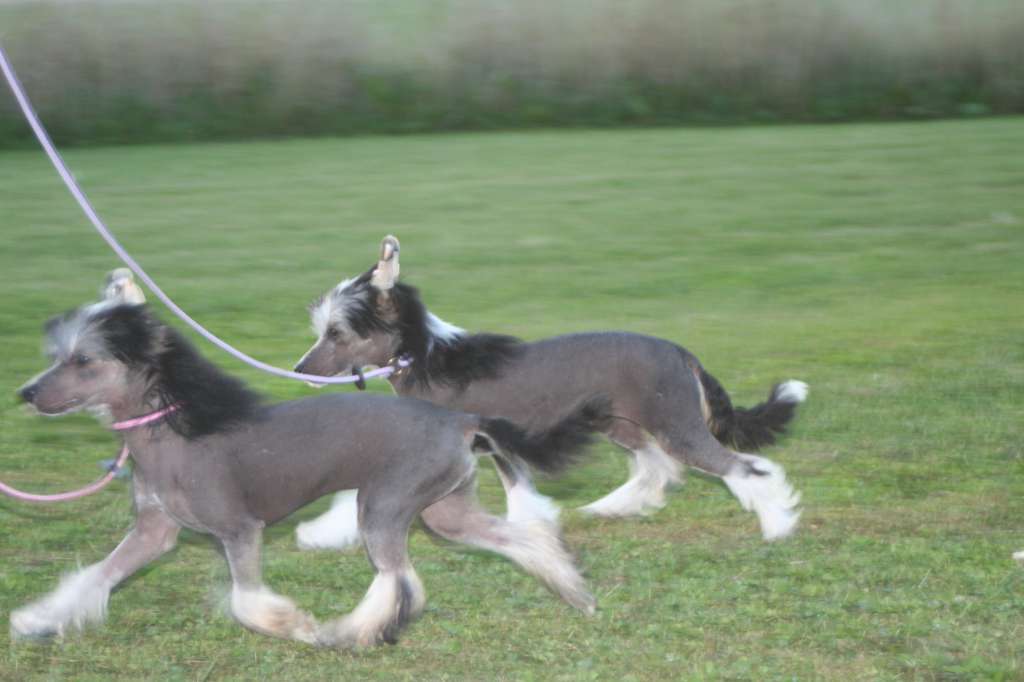 Smedbys Always On My Mind