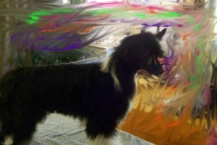 Mohawk Dark Dreamn Dexta