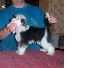 Mosaic's Look Who's Barkin