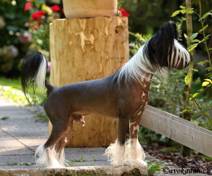 Solino's Member of Mohawk