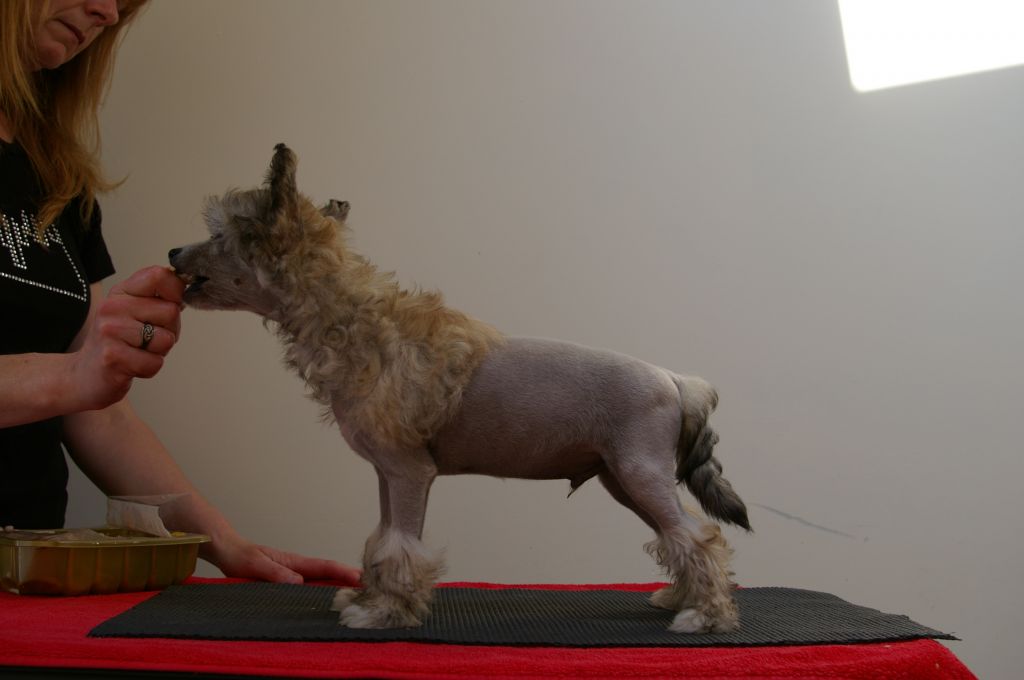 Leibwache Wild Bill Hickok