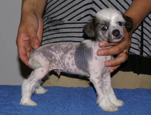 Gamla Bodens Mini Filur