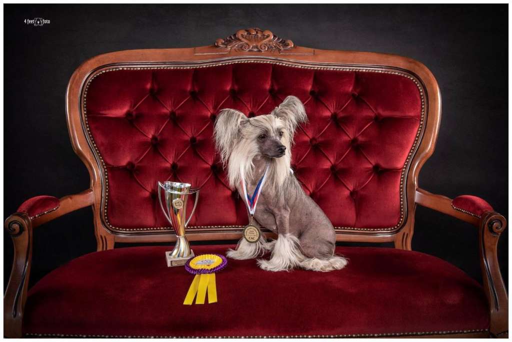 Ch. Diana Lady Z Besíru