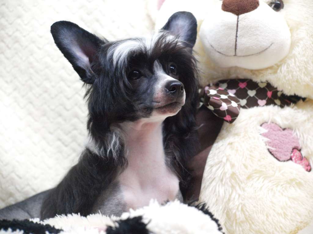 Anna Sky Kennel Right Here Right Now