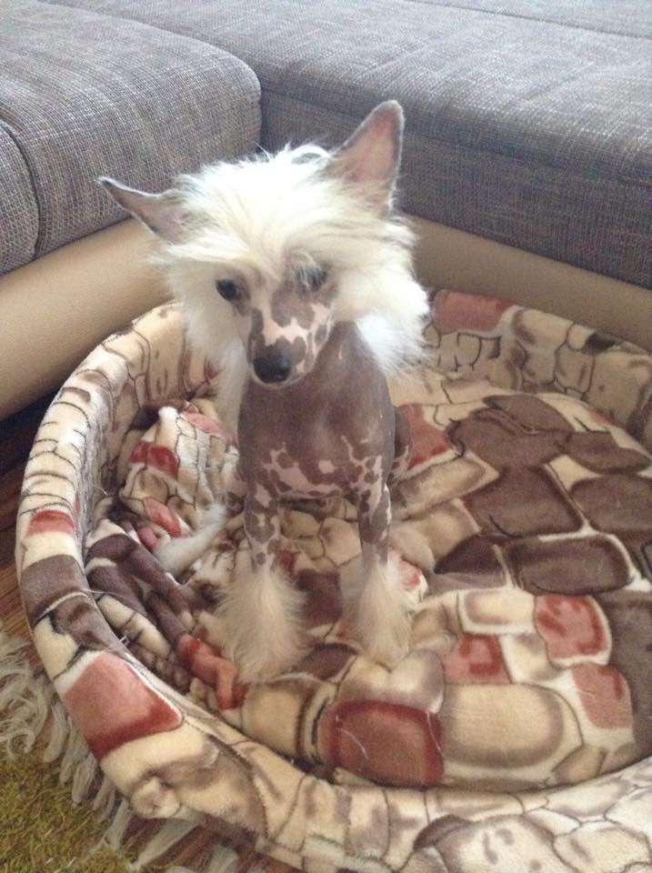 Fundoklia-völgyi Kaszanics Unicorn