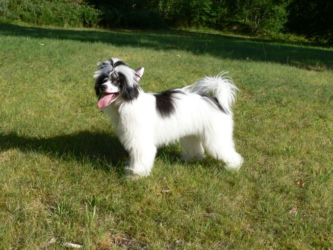 Alfastigen Stini Klöver Dam