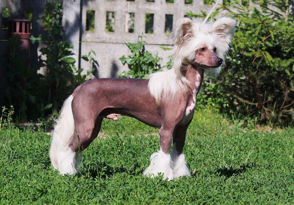 Dreamcatcher Legendary