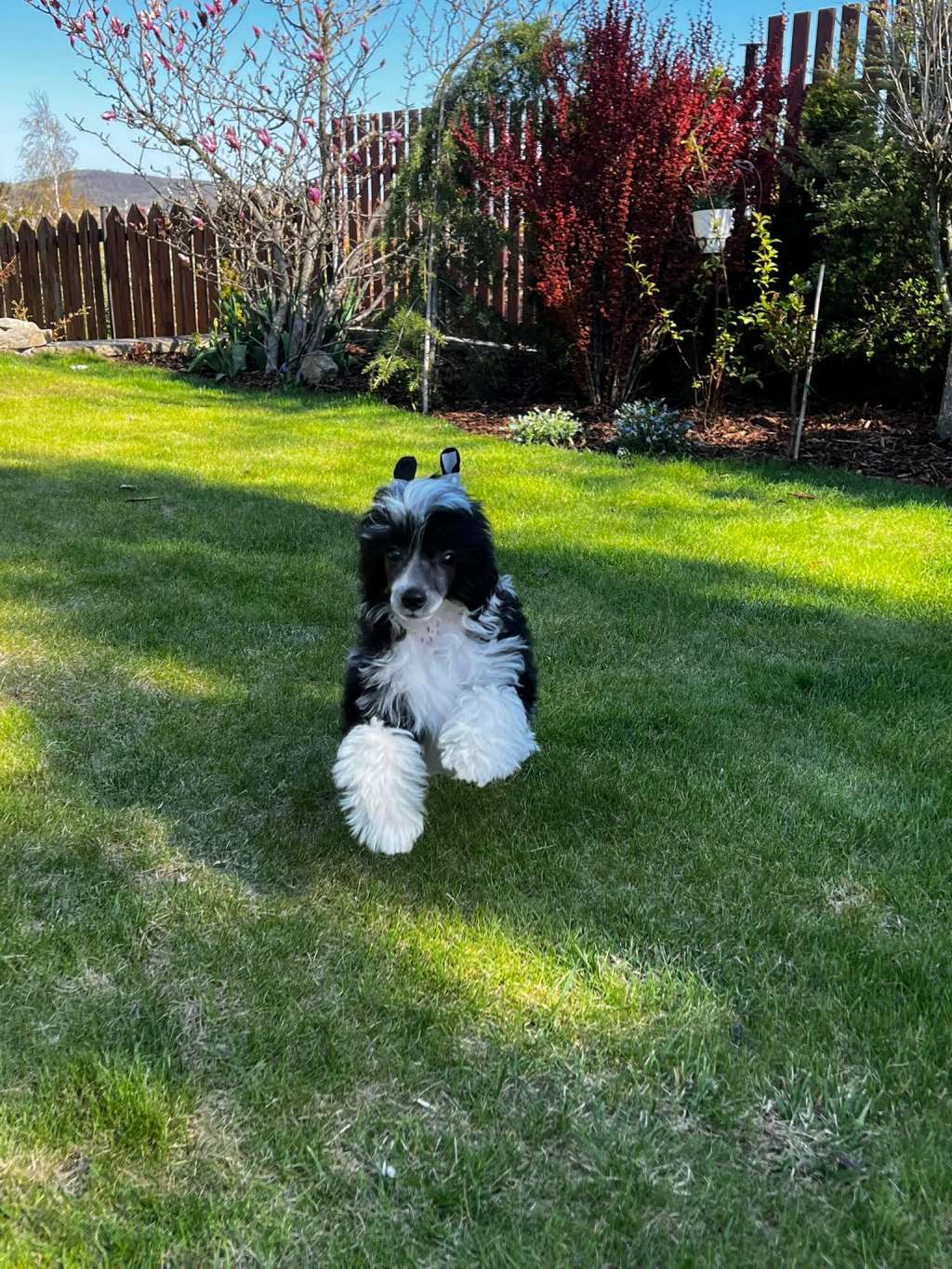 Harley Theo Pompinell'