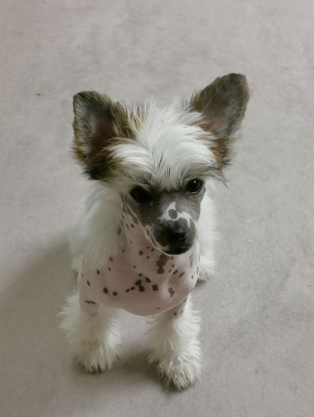 Pinky Twinky Make Love Not War