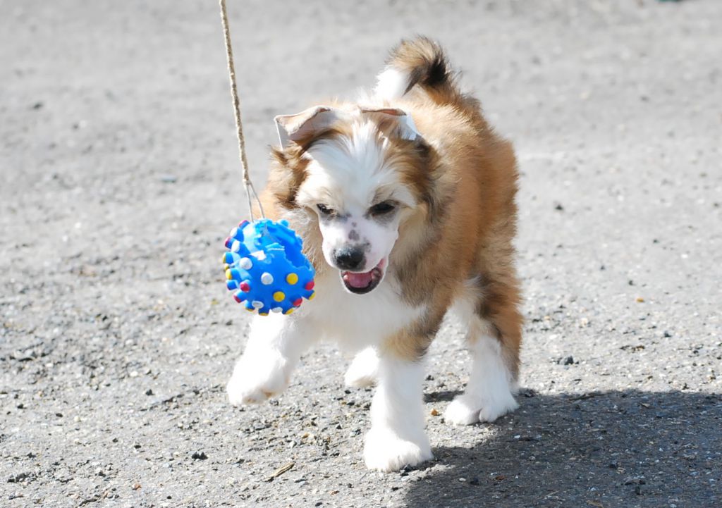 Little Dog Of Dream Just a Gigolo