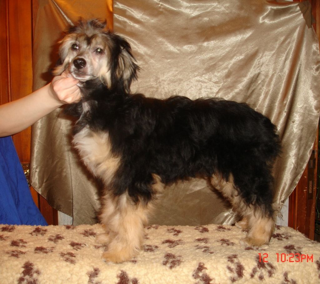 Rouber Balt Jamaica Mit 