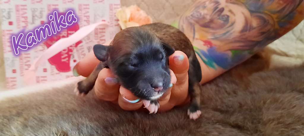 Kamika HaFi of Purple Rain