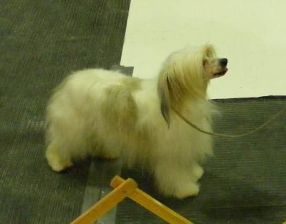 Crestyle Talented Love PP