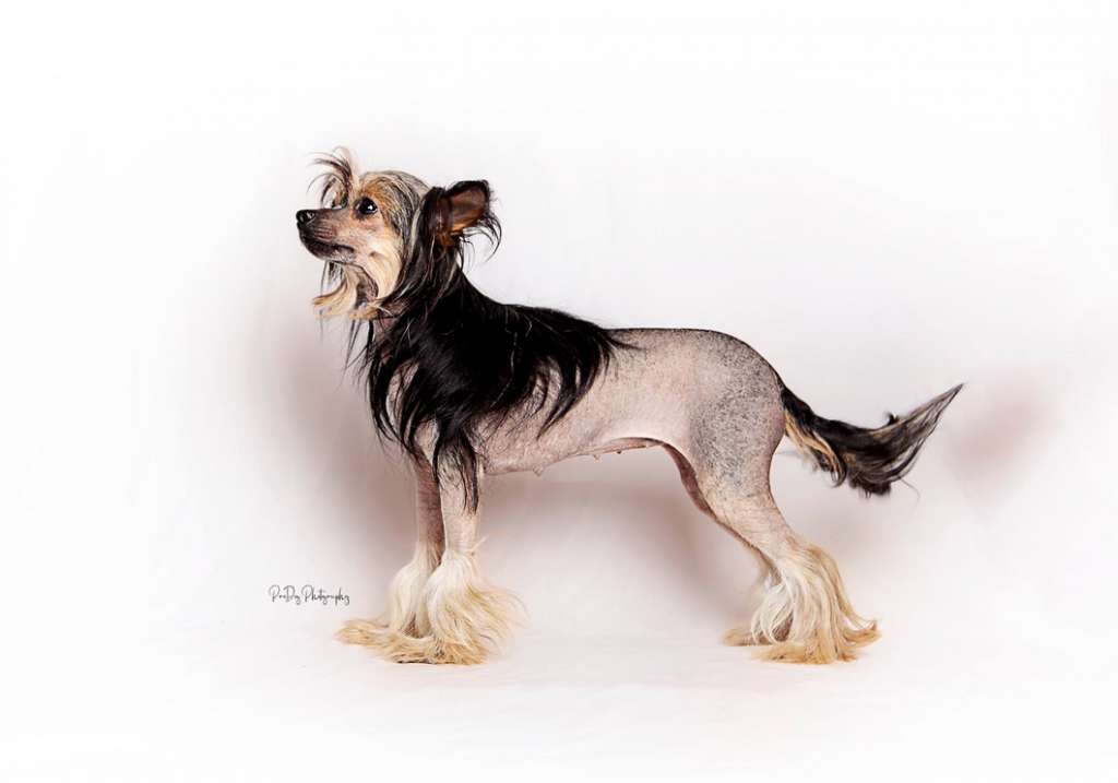 Bingwa's Blossom Ellaria