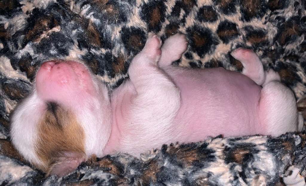 The Lion Lady's Pippi Longstockings