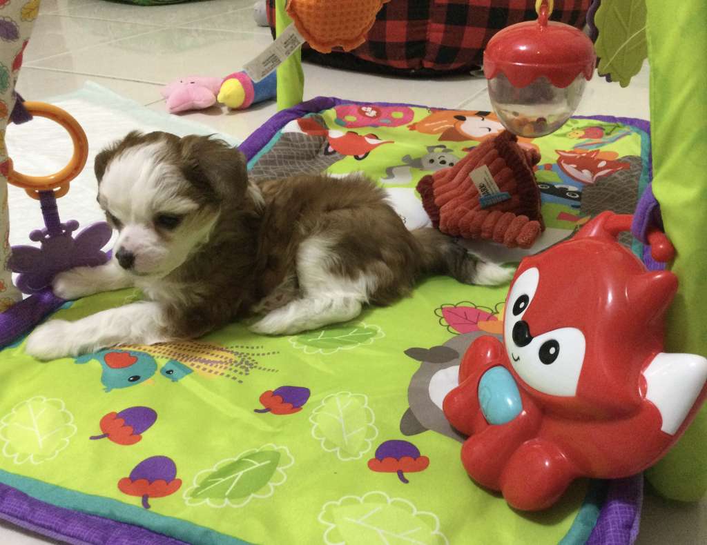 Colliwoods lover boy