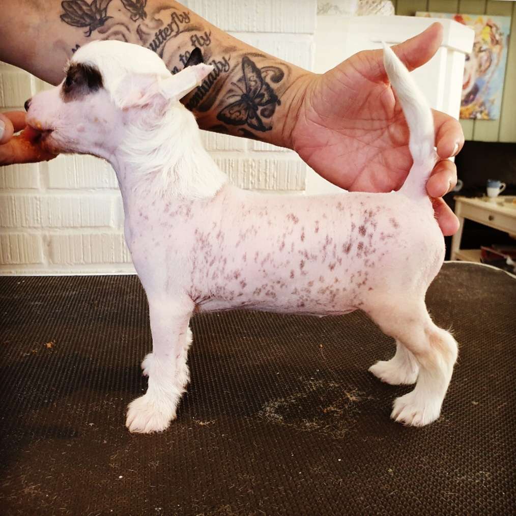 Angel Sprinkle's Challenge Accepted