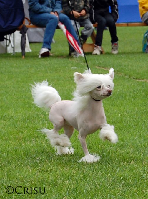 Taijan Dreamer On High-Heels