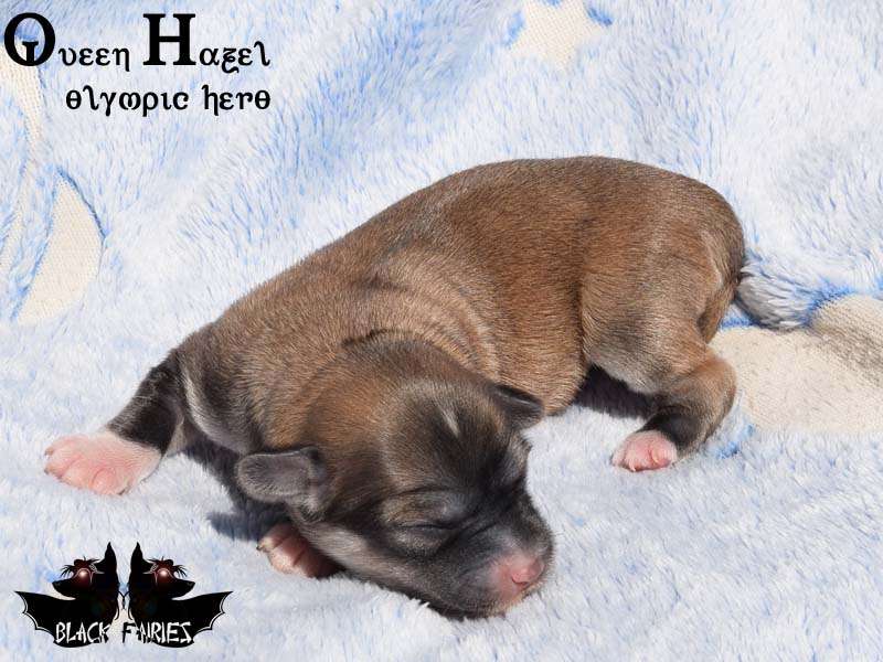 BlackFairies Queen "Hazel" olympic hero