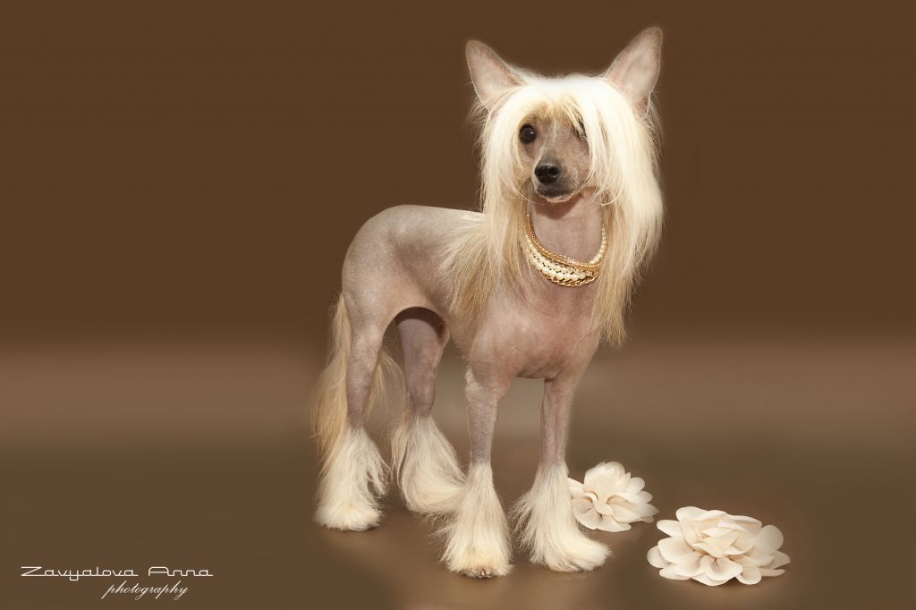 Irgen Gold Valentinka