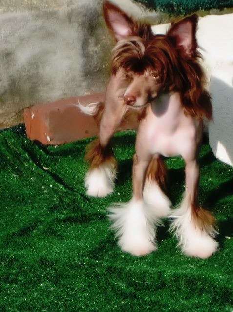 HairicaneVTopshelf Kaluha N Coffee 