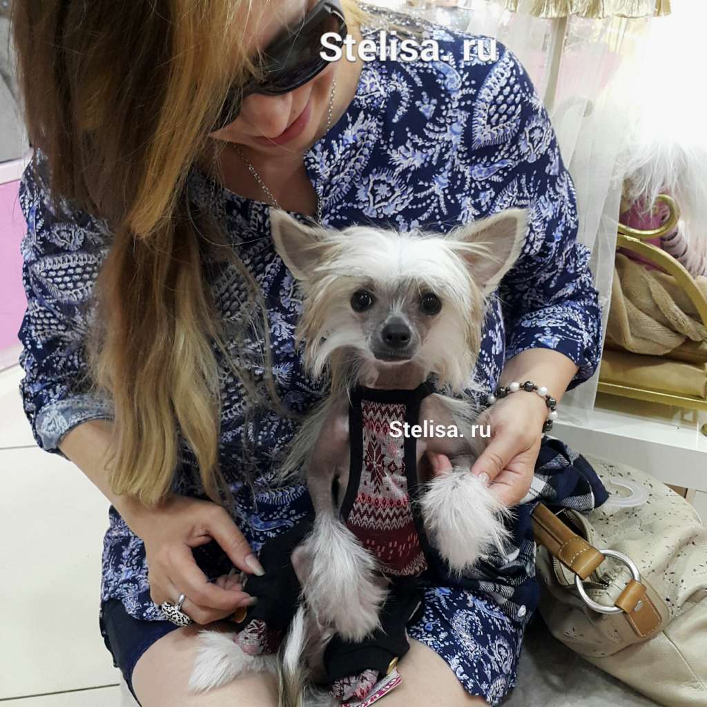 Stella Plyus Vostorg