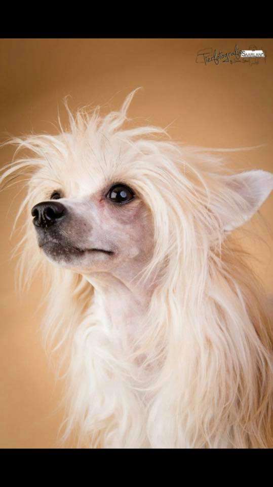 Il était Une Fois Kitsune